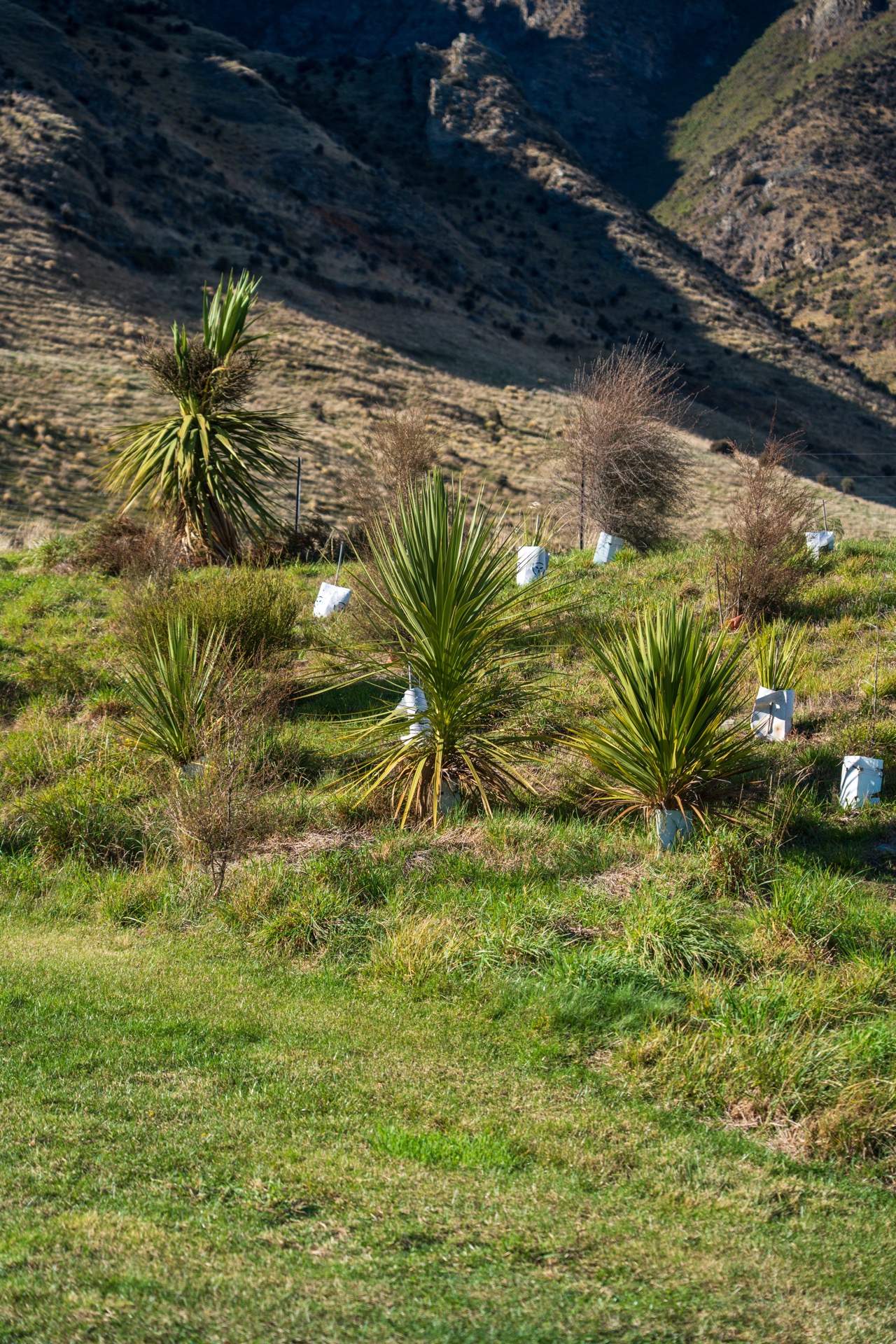 Native garden preservation