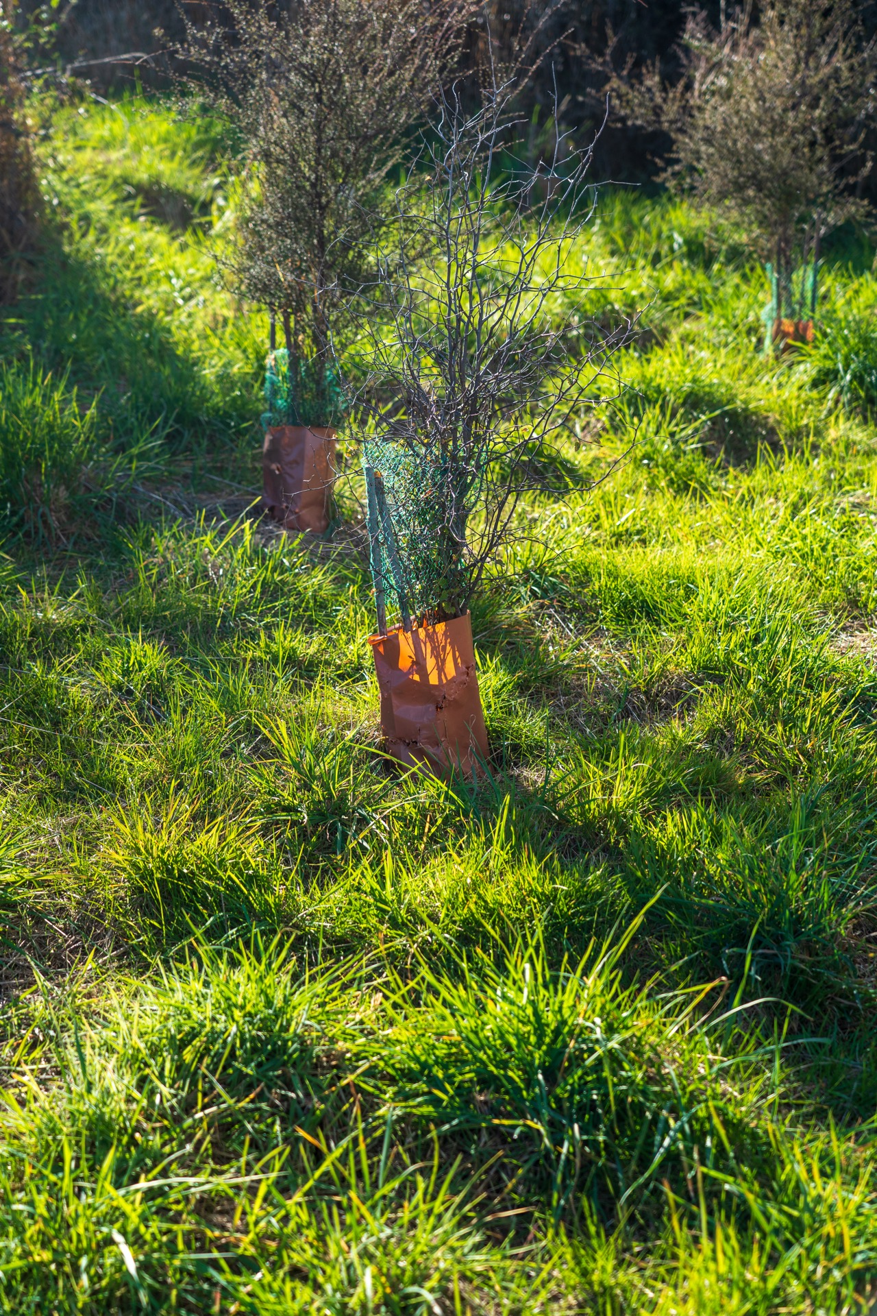 Garden work Wānaka