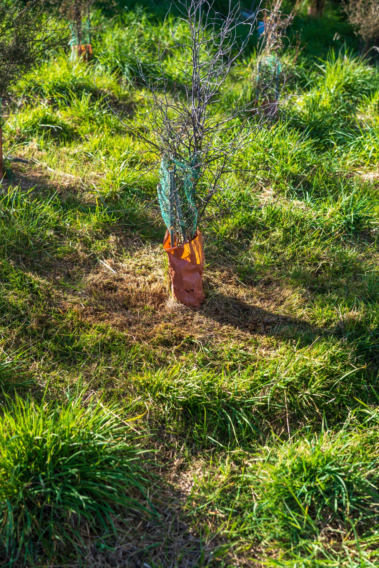 Garden care Central Otago