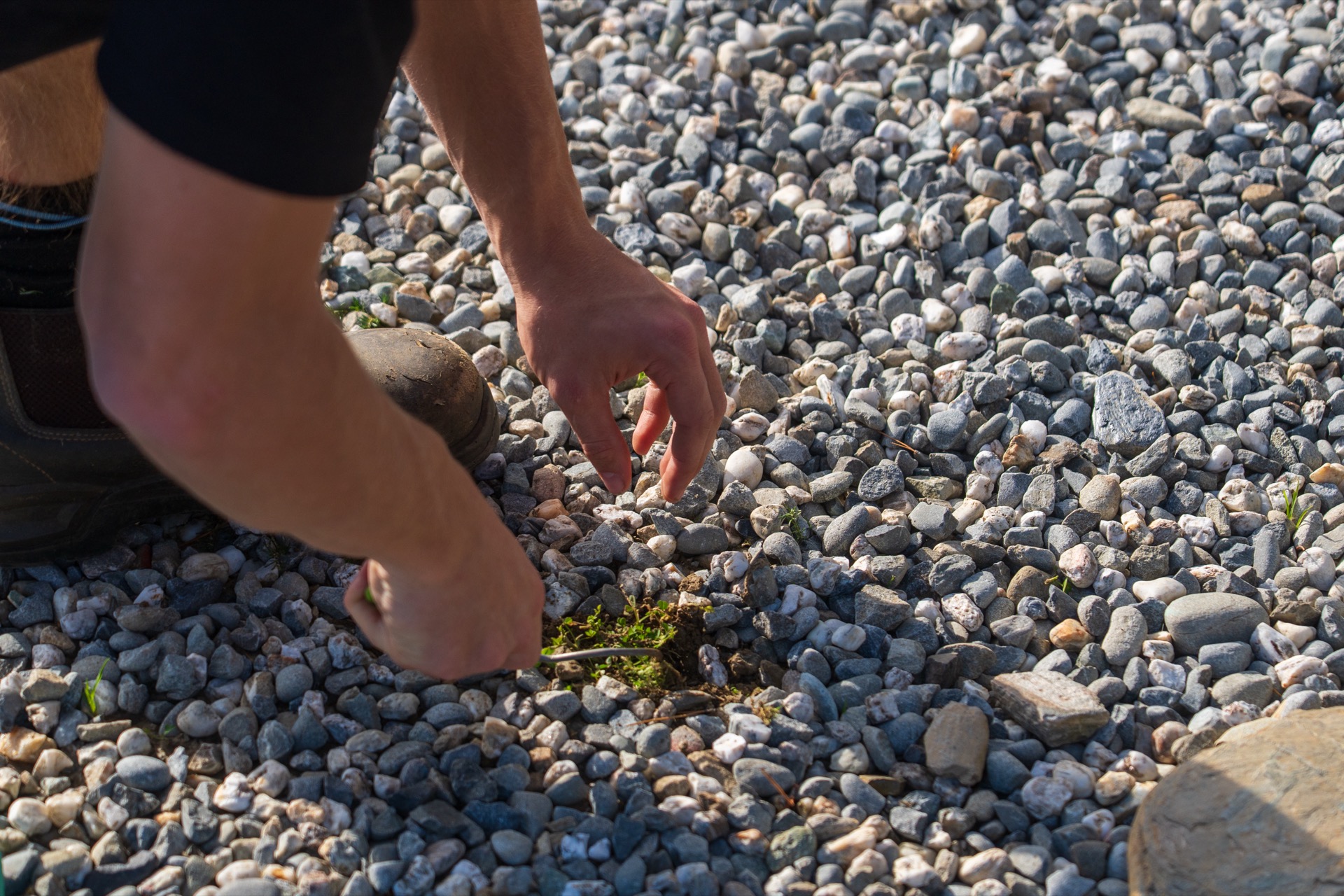 Planting work Wānaka